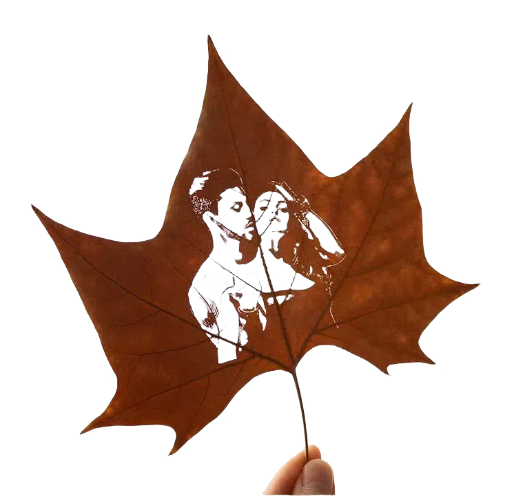 paulownia leaves 5.jpg